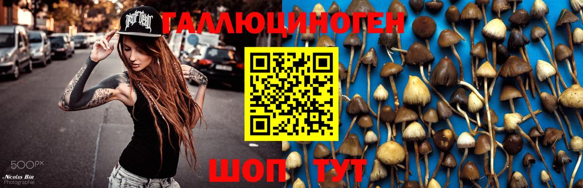 Елабуга  Галлюциногенные грибы мицелий  Галлюциногенные грибы Psilocybe  Вход с VPN 